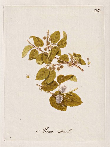 Albero gelso bianco - gelso, white