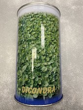 Dichondra repens semi per - repens,