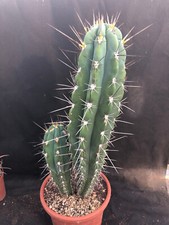 STETSONIA CORYNE CACTUS PIANTE