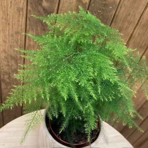 Asparagi piuma - piuma,