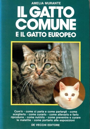 Gatto comune il - comune,