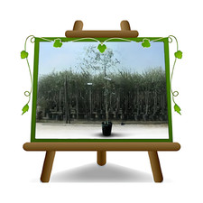 Olivi Frantoio pianta da frutto su vaso da 20 cm altezza  120-130  eta' 2 anni