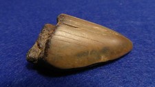 DENTE DI MEGALODONTE  -
