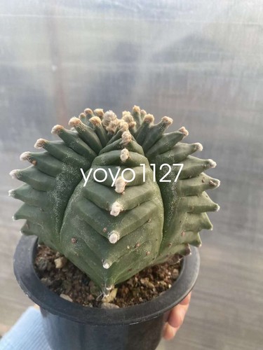 Astrophytum myriostygma