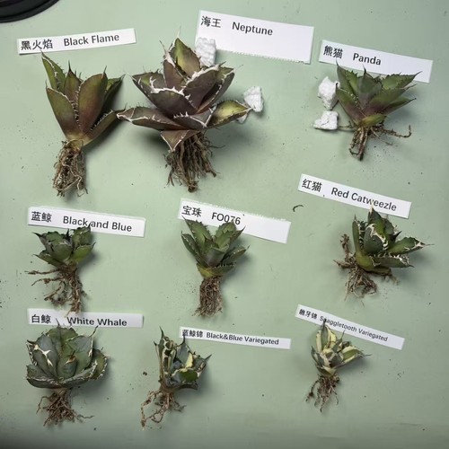 9pcs gruppo agave titanota - gruppo, mix