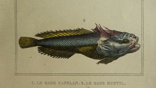 Gravure poissons xixè - xixè,