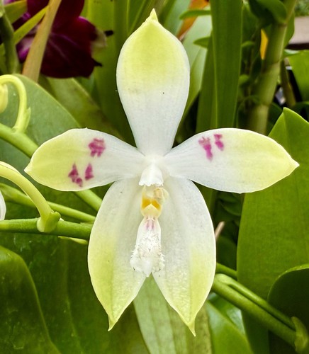 Phalaenopsis tetraspis species - phalaenopsis,