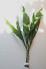 Microsorum Pteropus, Felce