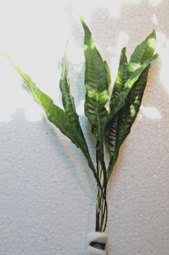 Microsorum pteropus felce - microsorum, pteropus,