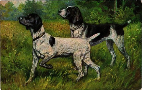 Cpa deutsch kurzhaar dogs - cpa, ak