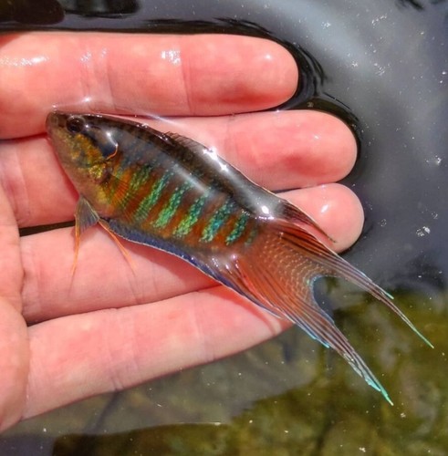 Macropodus opercularis - , –