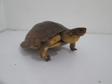 antica tartaruga imbalsamata