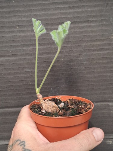 Pelargonium lobatum e - lobatum, (?)