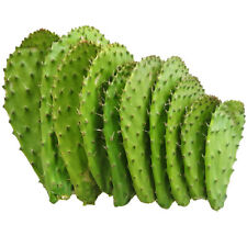 3kg Pale fico d'india fresche per cucinare NOPAL - opuntia ficus indica