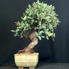 BONSAI sughera quercia da