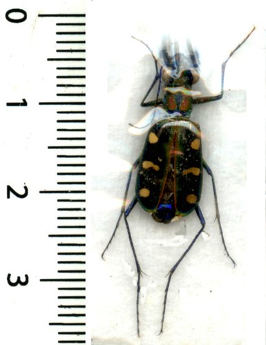 Cicindelidae cicindela - cicindelidae,