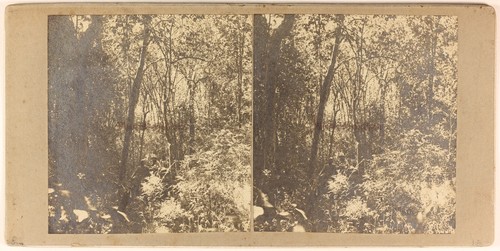 Bois jungle photo pl54l1n - jungle,