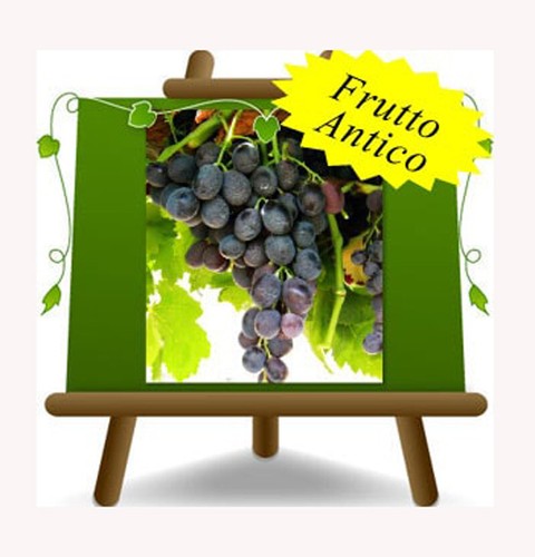 Vite michele palieri - michele,