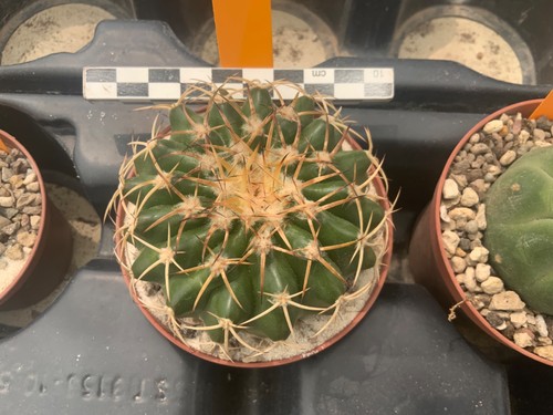 217 discocactus placentiformis - 217,