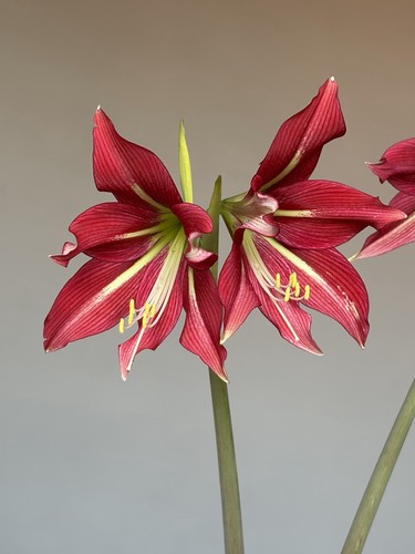 Hippeastrum machipijense hyb - machipijense,