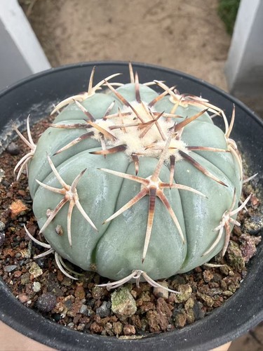 Rara pianta succulenta - rara,