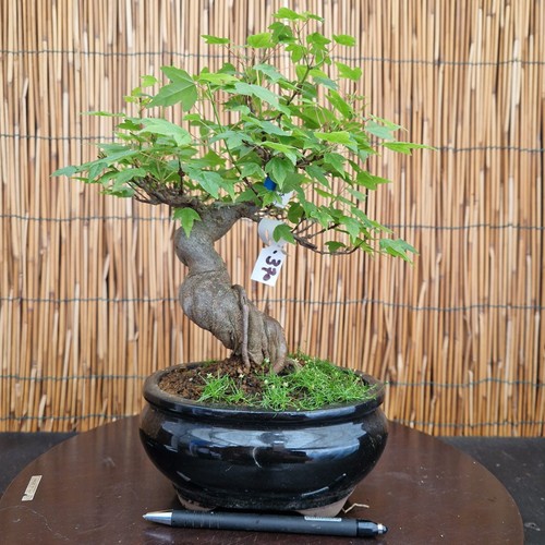 Bonsai shohin acero - shohin,