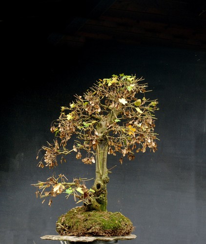 Bonsai acero resistente - di,