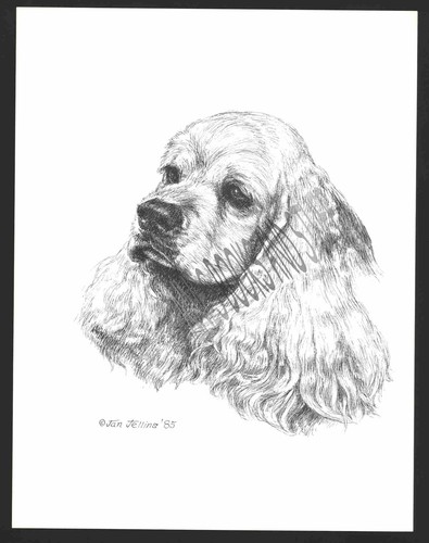 356 golden cocker spaniel - #356,