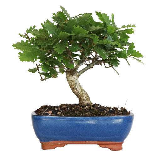 Bonsai quercus pubescens - bonsai,