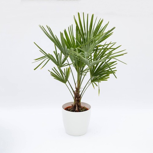 Chamaerops excelsa palma - chamaerops,