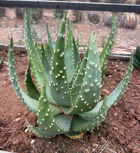Aloe aculeata pianta - -, da