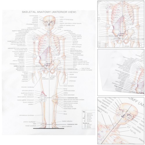 1pc anatomical poster - anatomical, skeletal