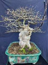 Bonsai olmo cinese - olmo,