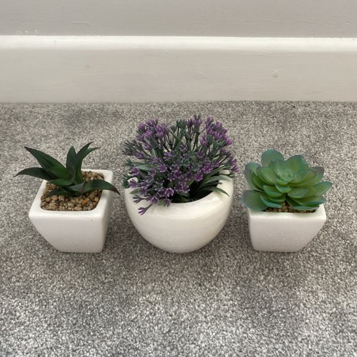 Piante succulente - 3,