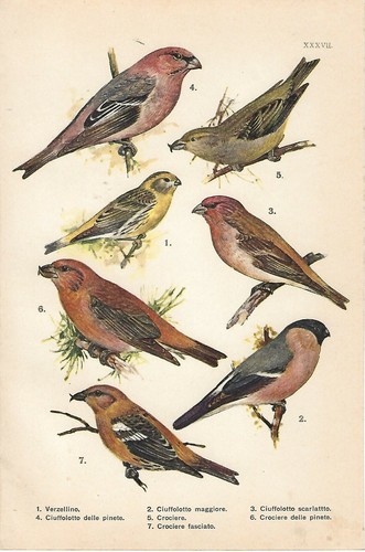 Stampa antica uccelli - stampa,