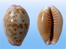 Cypraea helvola hawaiiensis