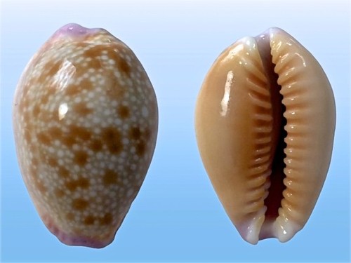 Cypraea helvola hawaiiensis