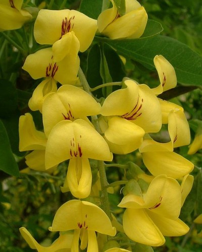 Maggiociondolo laburnum - maggiociondolo,