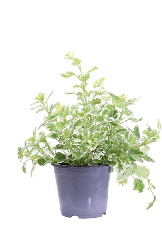 Pianta incenso plectranthus - pianta,