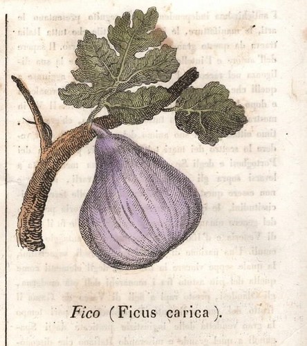 Stampa antica fico - stampa,