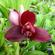 Lycaste Andres Eljuri EXACT