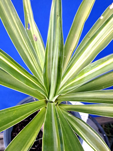 Yucca hybrid soliaris - hybrid, 'soliaris'