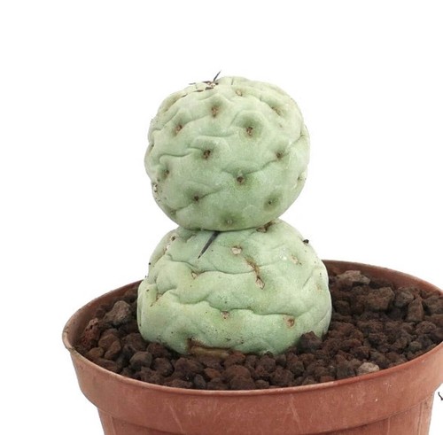 Tephrocactus geometricus nudum - tephrocactus,