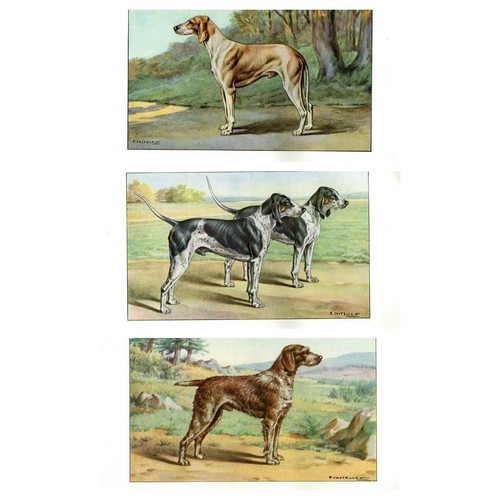 Lotto antiche stampe cani - n.,