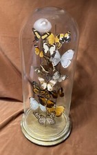 Teca in vetro e legno con