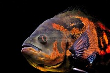 OSCAR ACQUARIO PESCI SUD