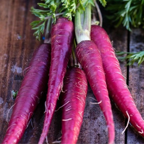 Carota viola carrot cosmic - carota,
