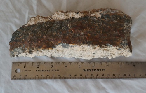Turritella fossile grezza - , 3
