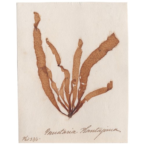 Antique 1833 scottish dried - antique,