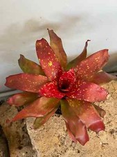 Bromelia Neoregelia 'Forziere